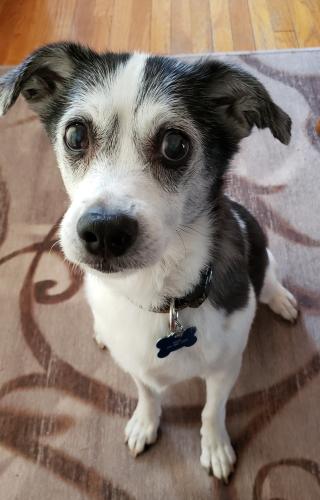This is Spark. After 14 1/2 years earthbound, he's more in the other side,  with my human better half
