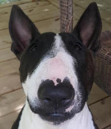 My dog watching the meat manager