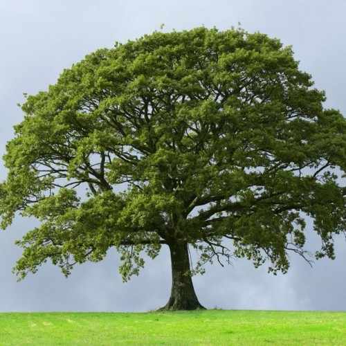  width=